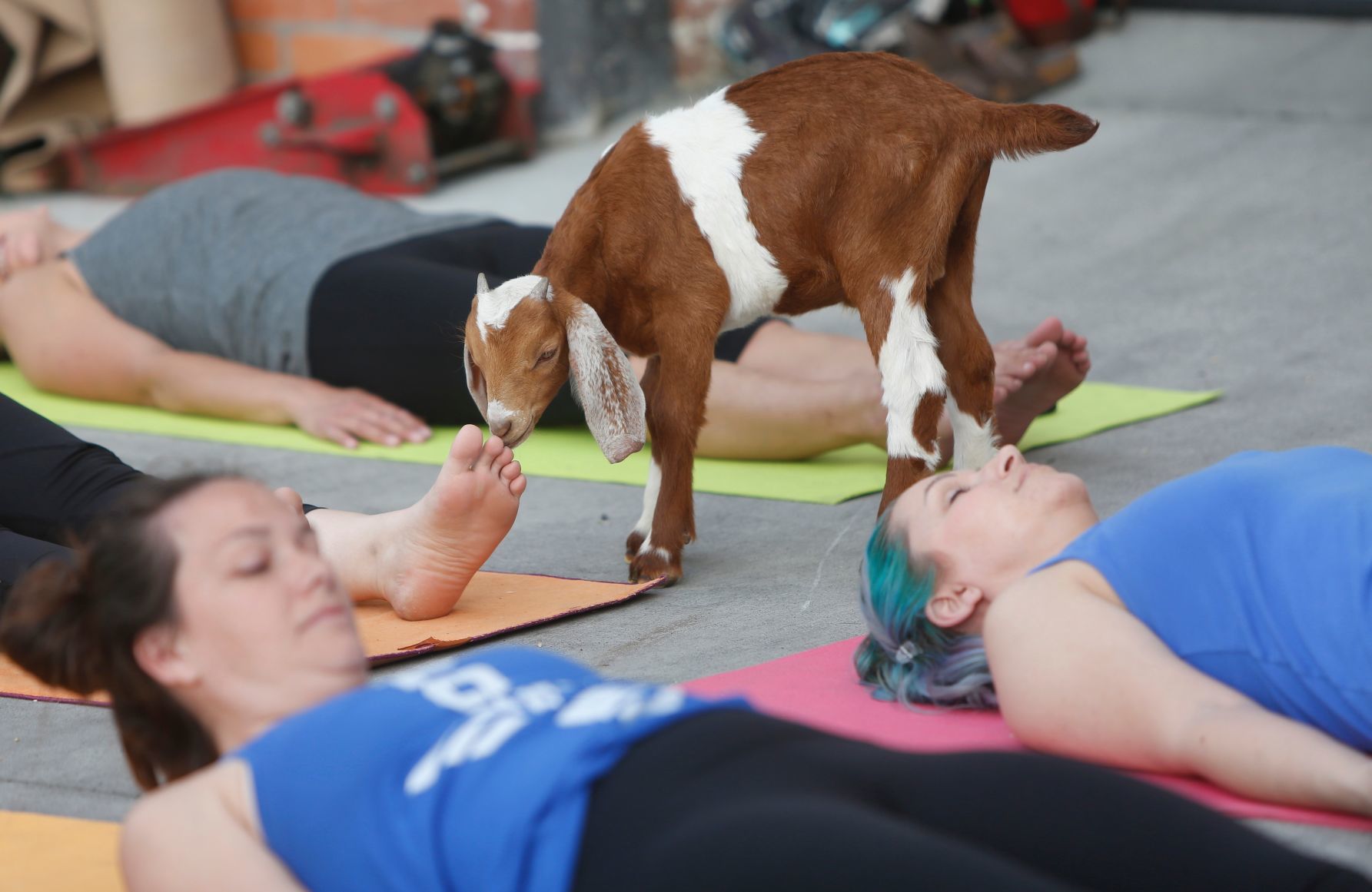 Goat Yoga comes to Billings